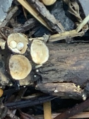 Nidulariaceae