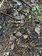 Nidulariaceae