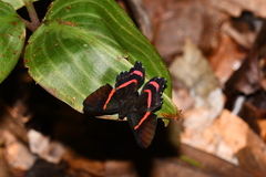Ancyluris meliboeus