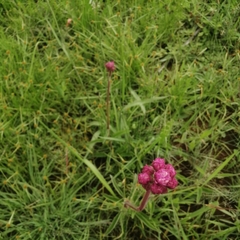 Campuloclinium macrocephalum