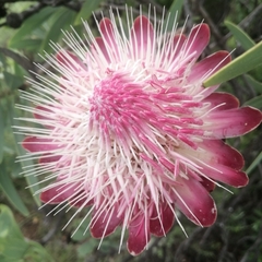 Protea