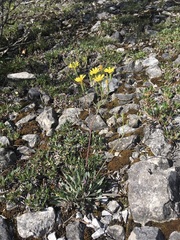 Chondrilla chondrilloides
