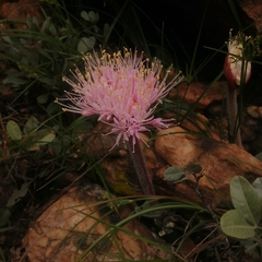 Haemanthus humilis hirsutus