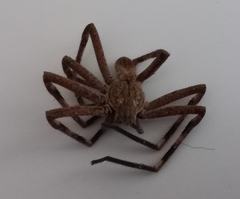 Palystes superciliosus