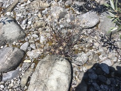 Chondrilla chondrilloides