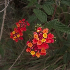 Lantana camara