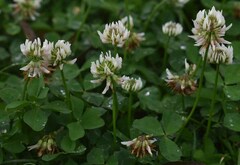 Trifolium repens repens