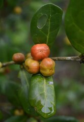 Cyclophyllum coprosmoides coprosmoides