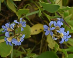 Scaevola calendulacea