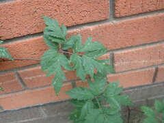 Rubus laciniatus