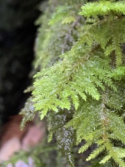 Dendroalsia abietina