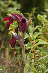 Serapias cordigera