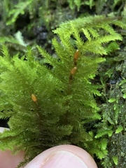 Dendroalsia abietina