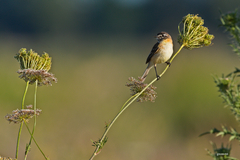 Polystictus pectoralis