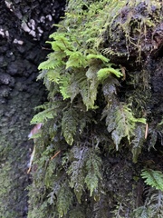 Dendroalsia abietina