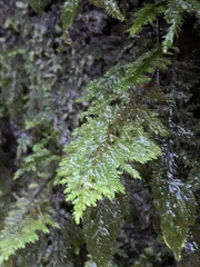 Dendroalsia abietina