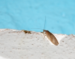 Nusalala tessellata
