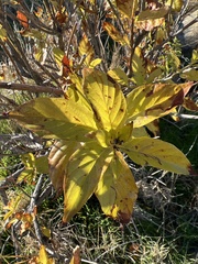 Cephalanthus occidentalis