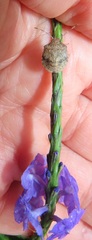 Stachytarpheta urticifolia