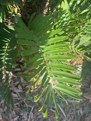 Zamia integrifolia