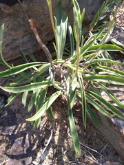 Tylecodon ventricosus