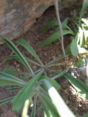 Tylecodon ventricosus