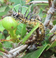 Acraea petraea