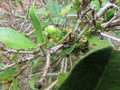 Acraea petraea