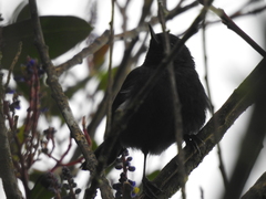 Diglossa albilatera
