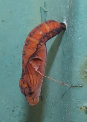 Acraea petraea
