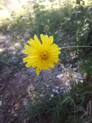 Asteraceae