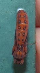 Acraea petraea