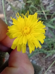 Asteraceae