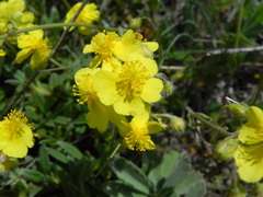 Helianthemum oelandicum