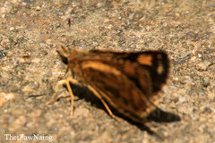 Taractrocera luzonensis