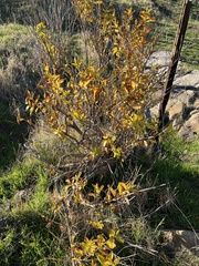 Cephalanthus occidentalis
