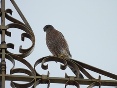 Accipiter cooperii