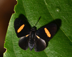 Isapis agyrtus