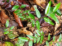 Ventilago madraspatana
