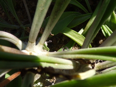 Tylecodon ventricosus