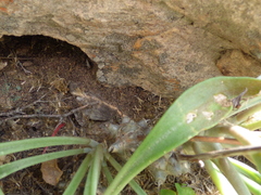 Tylecodon ventricosus