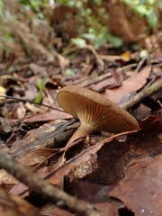Lactifluus gerardii