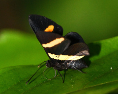 Isapis agyrtus