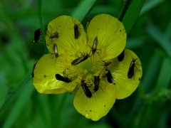 Micropterix calthella