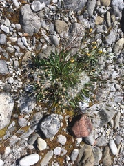 Chondrilla chondrilloides