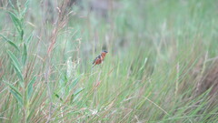 Sporophila hypoxantha