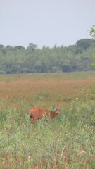 Blastocerus dichotomus