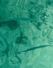 Tylosurus crocodilus