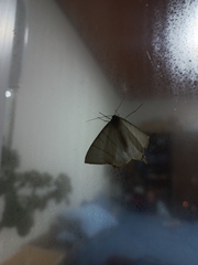 Lepidoptera
