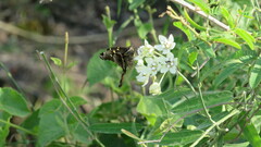 Chioides